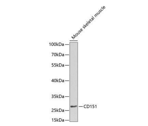 CD151 Polyclonal Antibody