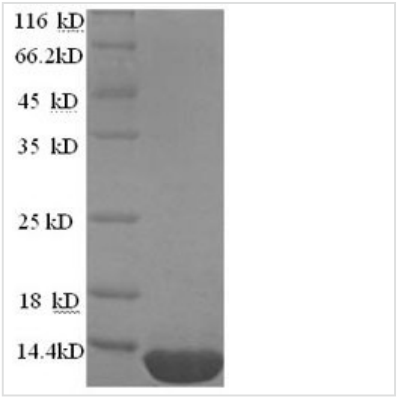 Recombinant Mycobacterium tuberculosis ESAT-6-like protein
