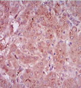 TGF beta 1 Mouse Monoclonal Antibody (MDB0108AB)